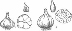 Строение луковицы чеснока